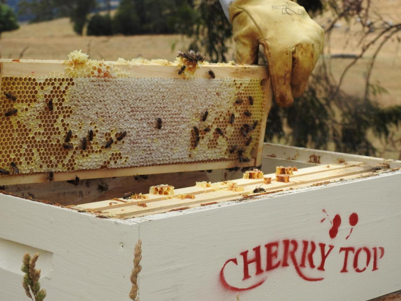 Cherry Top Farmstay - Boutique Eco Village Lilydale Extérieur photo